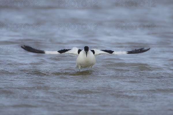 Pied avocet (Recurvirostra avosetta) adult bird flapping its wings in a lagoon, England, United Kingdom, Europe