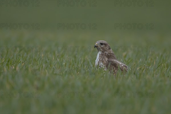 Common buzzard (Buteo buteo) adult bird sitting in a farmland cereal field, England, United Kingdom, Europe