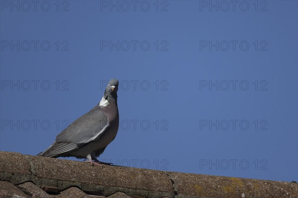Wood pigeon (Columba palumbus) adult bird on a roof top, England, United Kingdom, Europe