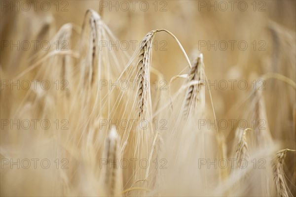 Close-up of individual ripe ears of grain in a field with Barley, Cologne, North Rhine-Westphalia, Germany, Europe