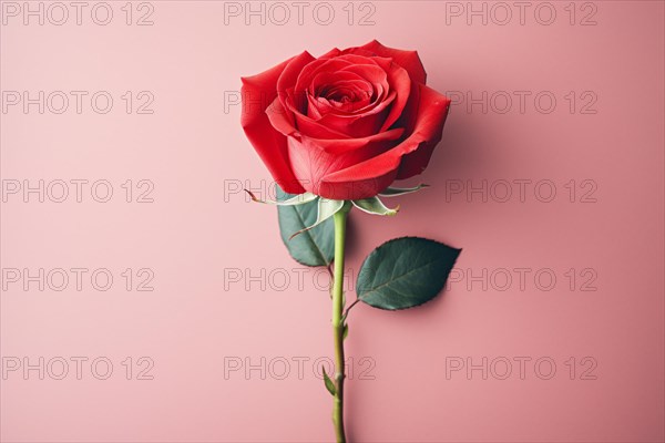 Red rose on pink background. KI generiert, generiert, AI generated
