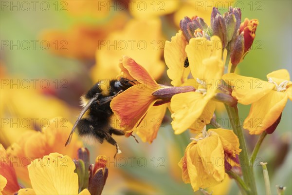 Buff tailed bumble bee (Bombus terrestris) adult feeding on a Wallflower flower, England, United Kingdom, Europe