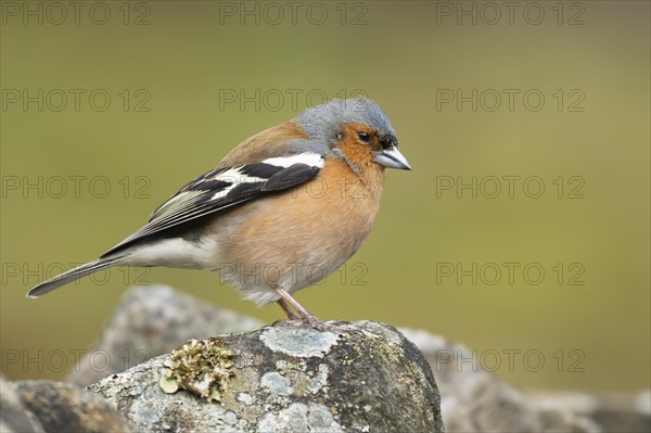 Eurasian chaffinch (Fringilla coelebs) adult male bird on a stone wall, England, United Kingdom, Europe