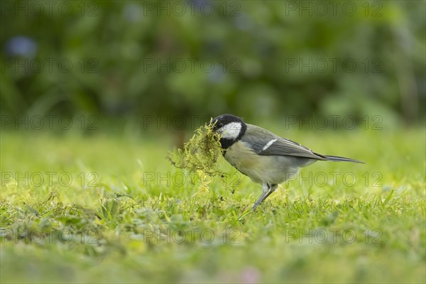 Great tit (Parus major) adult bird collecting moss for nesting material from a garden lawn, England, United Kingdom, Europe