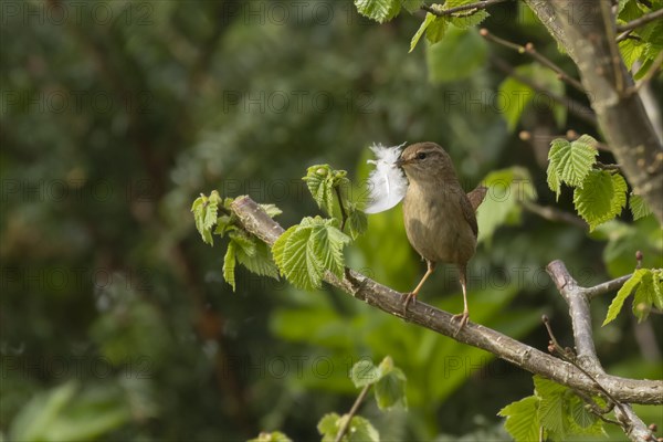 European wren (Troglodytes troglodytes) adult bird with a feather for nesting material in its beak on a Hazel tree branch, England, United Kingdom, Europe