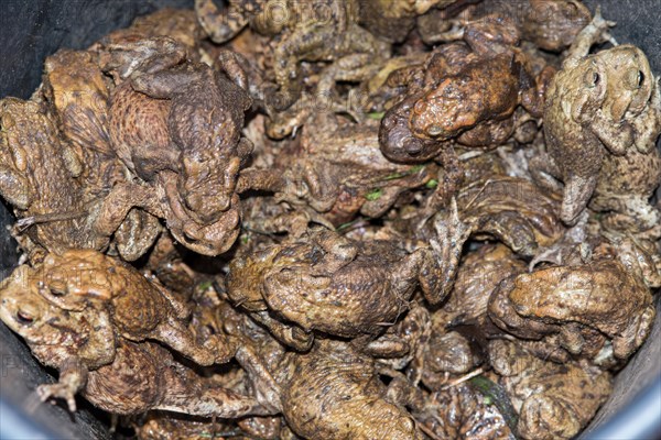 Crowded Common toads (Bufo Bufo), males, females, pairs in amplexus and single animals in a bucket dug into the ground next to an amphibian fence, protective fence, barrier, amphibians trying to escape from the bucket, protection, rescue, amphibian migration, toad fence, toad migration, species protection, animal welfare, mating, behaviour, danger, close-up, caught, trap, Lower Saxony, Germany, Europe