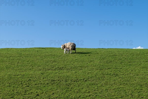 Motherhood and lamb on the dyke to the Ems, Pogum, municipality of Jemgum, district of Leer, Rheiderland, East Frisia, Lower Saxony, Germany, Europe