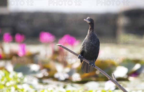 Great Cormorant (Phalacrocorax carbo) sitting on a branch, pink flowers behind, Backwaters, Kumarakom, Kerala, India, Asia