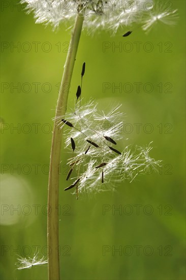 Blowball, Germany, Europe