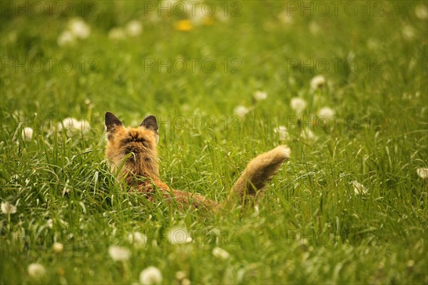 Fox (Vulpes vulpes) looking for fawns (Capreolus capreolus) in tall grass with faded common dandelion (Taraxacum) Allgaeu, Bavaria, Germany, Europe