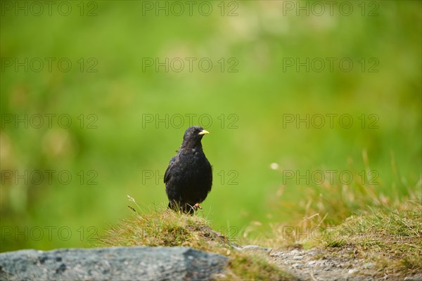 Yellow-billed chough (Pyrrhocorax graculus) sitting on a meadow in the mountains at Hochalpenstrasse, Pinzgau, Salzburg, Austria, Europe