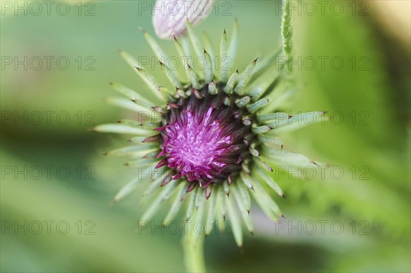 Alpine thistle (Carduus defloratus) blooming in the mountains at Hochalpenstrasse, Pinzgau, Salzburg, Austria, Europe