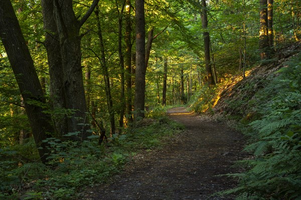 A forest path in a mixed forest with many Beech trees in summer. The evening sun shines into the forest. Hiking trail Neckarsteig. Neckargemuend, Kleiner Odenwald, Baden-Wuerttemberg, Germany, Europe