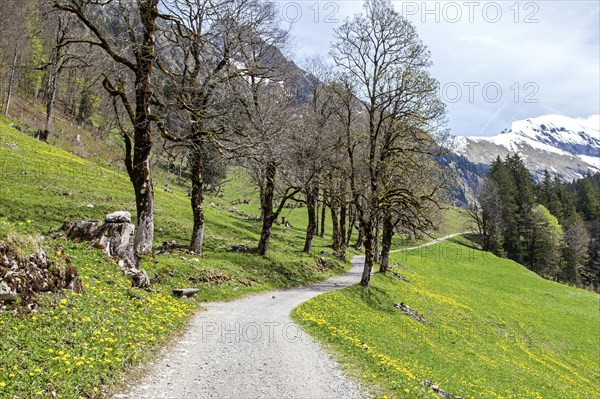 Path with tree-lined avenue, near the historic farming village of Gerstruben, Dietersbachtal, near Oberstdorf, Allgaeu Alps, Oberallgaeu, Allgaeu, Bavaria, Germany, Europe