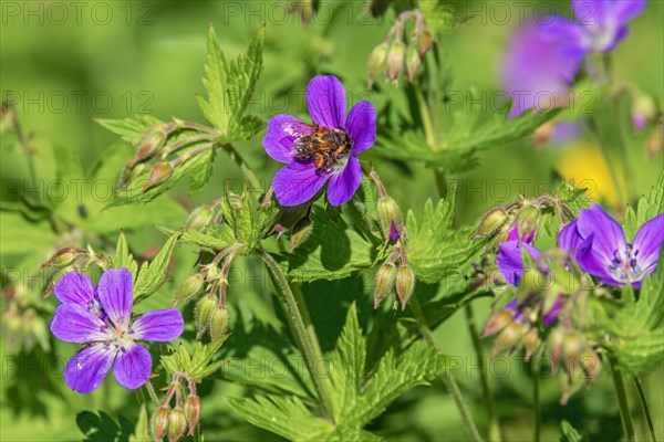 Flowering Wood cranesbill (Geranium sylvaticum) with a pollinating bee on a summer meadow