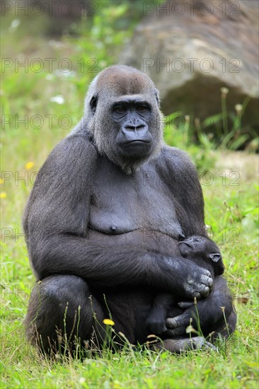 Western gorilla (Gorilla gorilla), adult, female, mother, young animal, baby, social behaviour, sitting, on ground, captive, western Africa