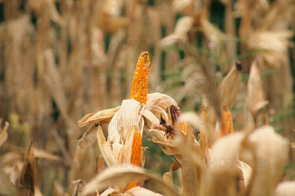 Dried corn cobs with kernels in focus amidst a field