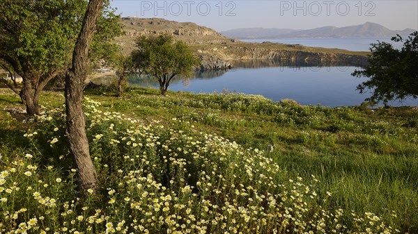 Blooming wild flowers with a peaceful sea view in the background, Lindos, Rhodes, Dodecanese, Greek Islands, Greece, Europe