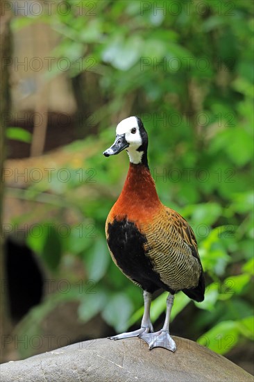 White-faced whistling duck (Dendrocygna viduata), Captive