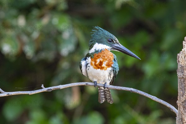 Green Kingfisher (Chloroceryle americana) Pantanal Brazil