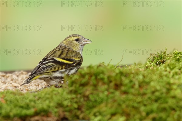 Eurasian siskin (Carduelis spinus), female animal sitting on moss, mossy ground, Wilnsdorf, North Rhine-Westphalia, Germany, Europe