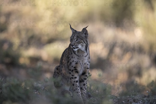 Iberian lynx male, Iberian lynx (Lynx pardinus), Extremadura, Castilla La Mancha, Spain, Europe