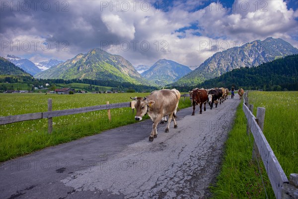 Cows are driven from the pasture into the barn in the evening, Loretto Wiesen, near Oberstdorf, Allgaeu, Bavaria, Germany, Europe