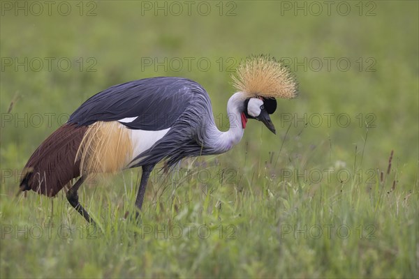 Crowned crane (Balearica regulorum), Ngorongoro Crater, Tanzania, Africa