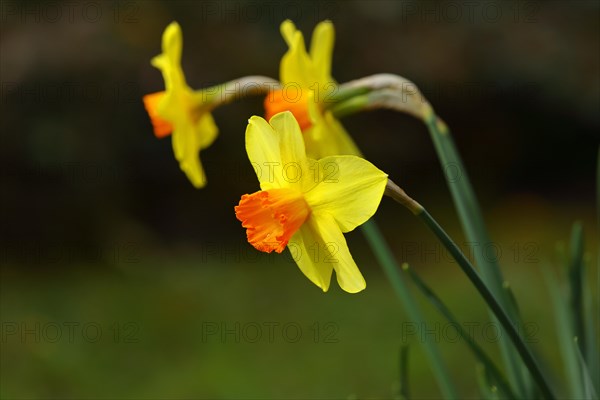 Yellow-orange daffodils (Narcissus), in a garden, Wilnsdorf, North Rhine-Westphalia, Germany, Europe