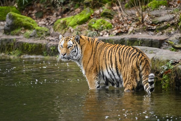 Siberian tiger or Amur tiger (Panthera tigris altaica) standing at the shore of a lake, captive, habitat in Russia