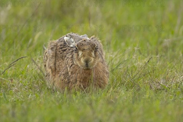 European brown hare (Lepus europaeus) adult animal resting in a grass field, England, United Kingdom, Europe