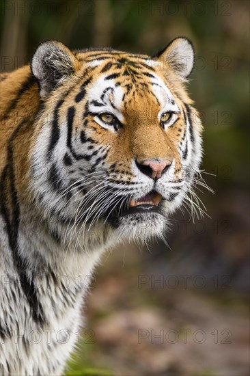 Portrait of a Siberian tiger or Amur tiger (Panthera tigris altaica) in the forest, captive, habitat in Russia