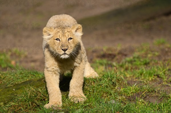 Asiatic lion (Panthera leo persica) cub standing in the green grass, captive, habitat in India