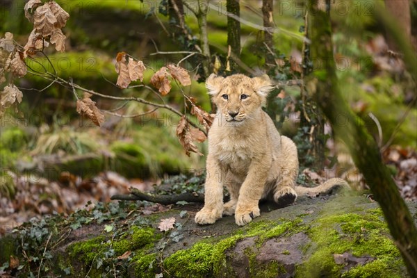 Asiatic lion (Panthera leo persica) cub sitting inthe forest, captive, habitat in India