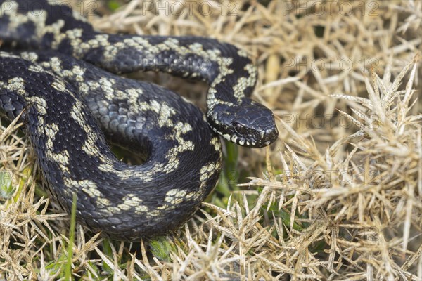 European adder (Vipera berus) adult snake basking on a gorse bush, England, United Kingdom, Europe