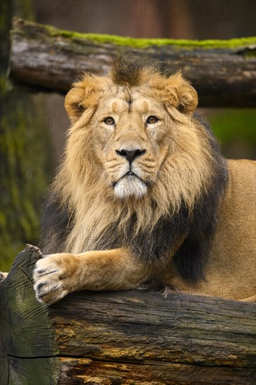 Asiatic lion (Panthera leo persica) male lying on a tree trunk, captive, habitat in India