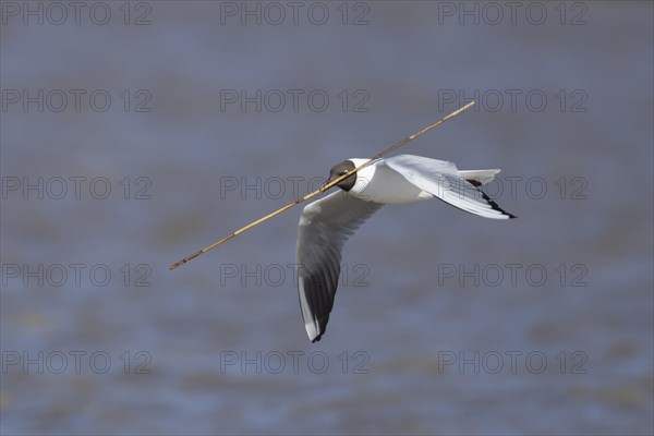 Black headed gull (Chroicocephalus ridibundus) adult bird in flight carrying nesting material in its beak, England, United Kingdom, Europe