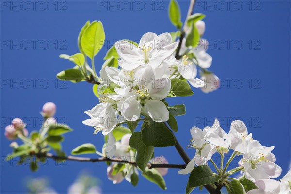 Close-up of white and pink Malus, 'Richelieu', Apple tree blossoms against a blue sky background in spring, Montreal, Quebec, Canada, North America