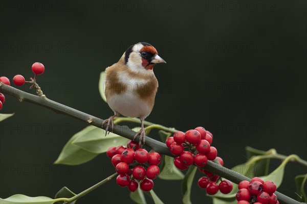 European goldfinch (Carduelis carduelis) adult bird on a Holly tree branch with red berries, England, United Kingdom, Europe