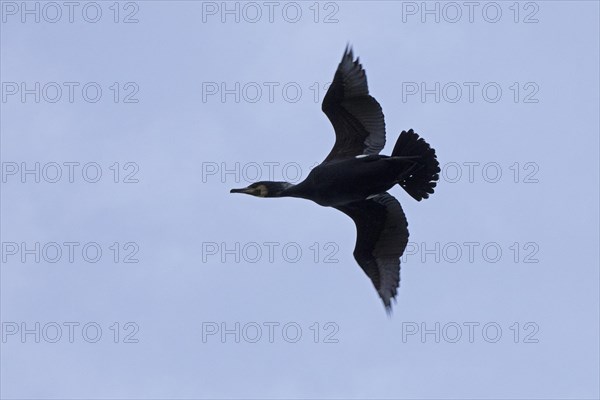 Cormorant in flight (Phalacrocorax carbo), Geltinger Birch, Goldhoeft, Nieby, Schlei, Schleswig-Holstein, Germany, Europe