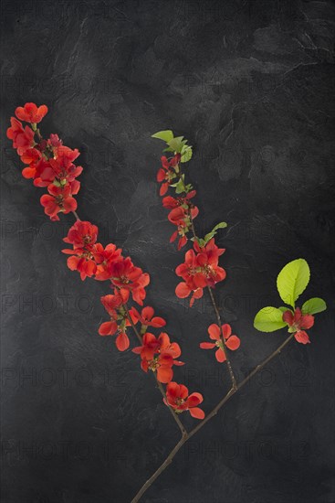 Flowering Japanese quince branch (Chaenomeles japonica) on a dark background, Bavaria, Germany, Europe