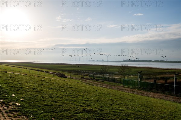 Flock of birds over the Ems, view from the Ems dyke in Pogum to the right bank of the Ems towards Emden and Dollart, municipality of Jemgum, district of Leer, Rheiderland, East Frisia, Lower Saxony, Germany, Europe
