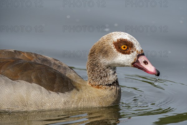 Egyptian geese (Alopochen aegyptiaca) in the River Main, Offenbach am Main, Hesse, Germany, Europe