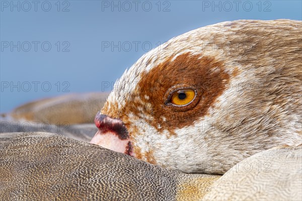 Egyptian geese (Alopochen aegyptiaca), head, eye, portrait, on the banks of the Main, Offenbach am Main, Hesse, Germany, Europe