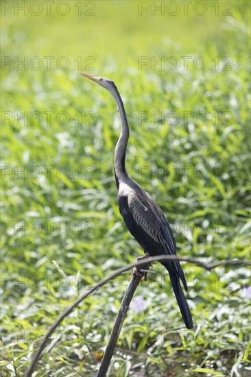 Oriental Darter (Anhinga melanogaster), Backwaters, Kumarakom, Kerala, India, Asia