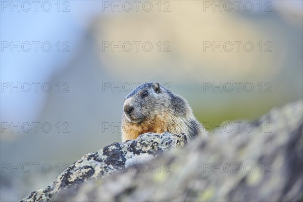 Alpine marmot (Marmota marmota) on a rock in summer, Grossglockner, High Tauern National Park, Austria, Europe