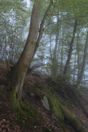 Forest on a slope in the fog in autumn. Mixed forest with many Beech trees. Neckargemuend, Kleiner Odenwald, Baden-Wuerttemberg, Germany, Europe