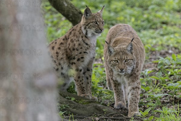 Eurasian lynx (Lynx lynx), captive), coordination enclosure Huetscheroda, Thuringia, Germany, Europe