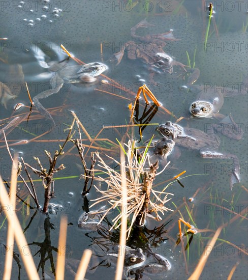 Common frog (Rana temporaria), amphibian of the year 2018, several frogs swimming in a pond with fresh spawning balls during mating season, a pair, male, female animal mating in clasping grip (Amplexus axillaris), surrounded by some stalks and twigs of plants, rushes and reeds in a pond, frog spawn, motion blur, wiping effect, behaviour, reproduction, metamorphosis, Lueneburg Heath, Lower Saxony, Germany, Europe