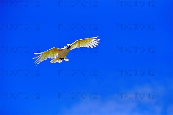 Little corella (Cacatua sanguinea), adult, flying, captive, Australia, Oceania